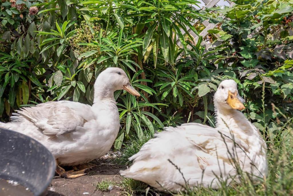 Duck Terrace With Gym Duckling Stays Kibworth Harcourt Dış mekan fotoğraf