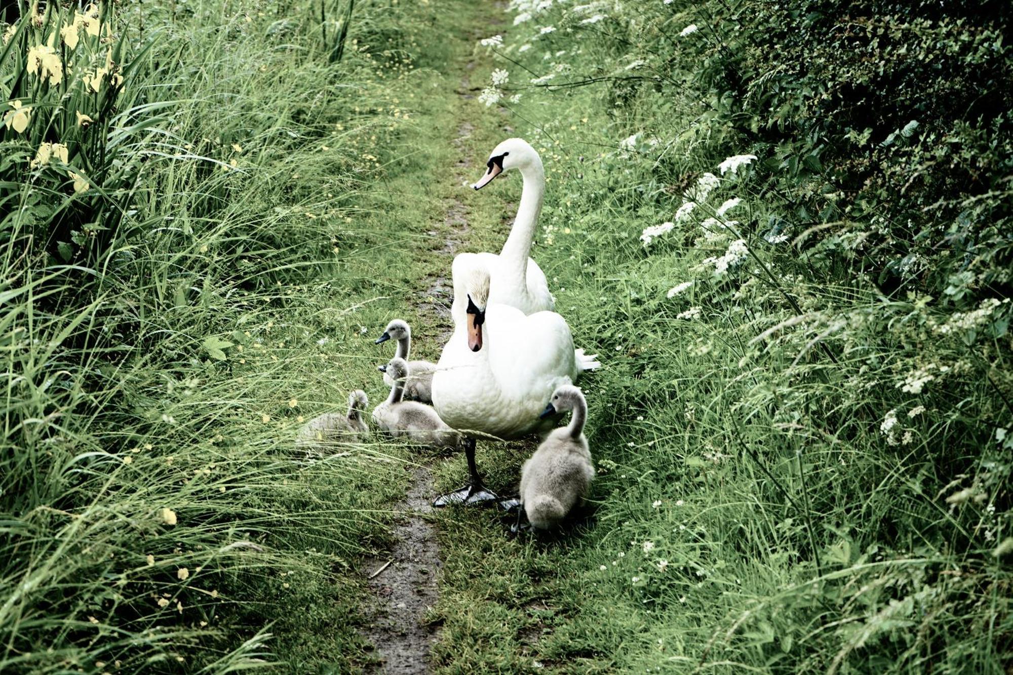 Duck Terrace With Gym Duckling Stays Kibworth Harcourt Dış mekan fotoğraf